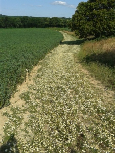 Wild chamomile (Matricaria chamomilla) growing on a path between crops