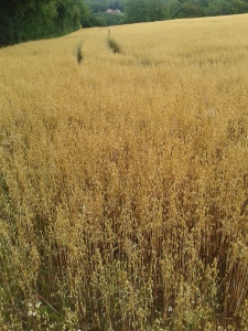 Field of oats (Avena sativa) 