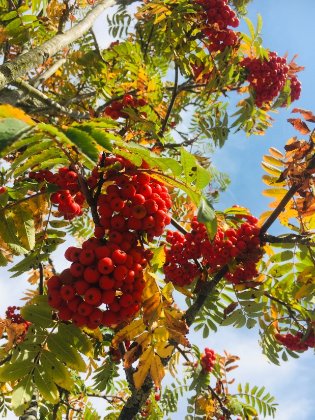 Rowan berries – a nutritional gift from the woods and hillsides