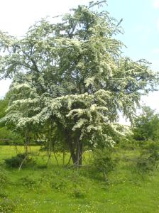 Hawthorn tree in full blossom